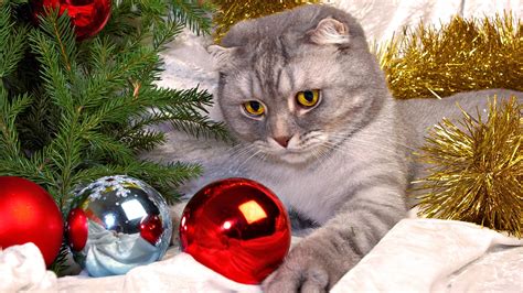 Cute Cats Christmas Hd Wallpapers Hd Wallpapers Blog