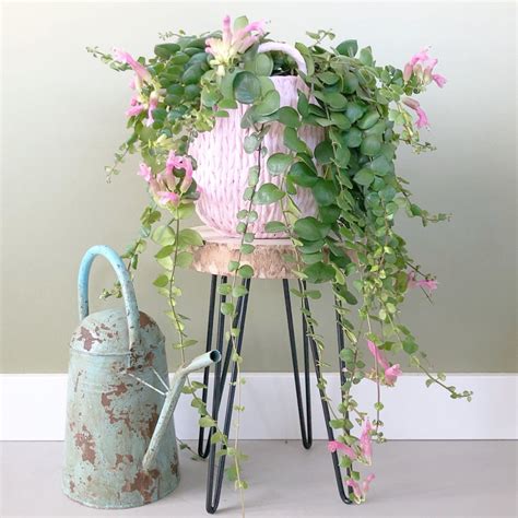 Trova una vasta selezione di piante da interno a prezzi vantaggiosi su ebay. Piante da interno con fiori | Foto 1 | LivingCorriere