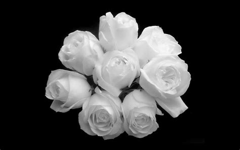 Wallpaper Flower White Rose Love Woodslima