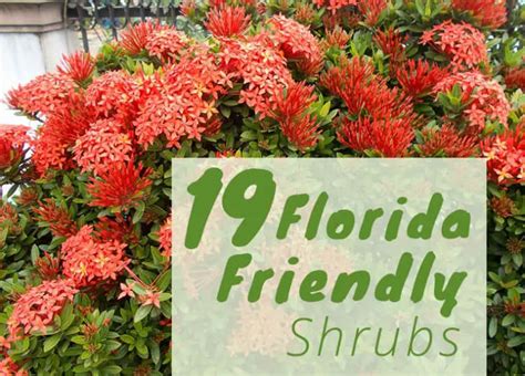 The Best Shrubs To Grow In Florida 19 Florida Friendly Shrubs