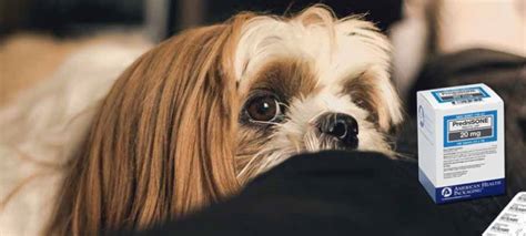 Prednisone For Dogs Side Effects Dosage And Alternatives Relievet