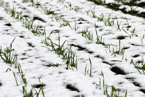 Agricultural Field Of Winter Wheat Under The Snow Stock Image Image