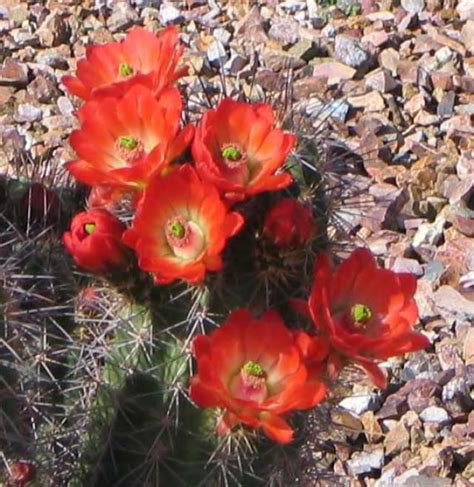 Cactus And Cactus Flowers Photos From Phoenix Arizona Cactus
