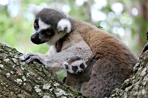 Ring Tailed Lemur Infants Born At Lemur Conservation Foundation