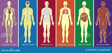 Different Systems Of Human Body Diagram Stock Vector Illustration Of