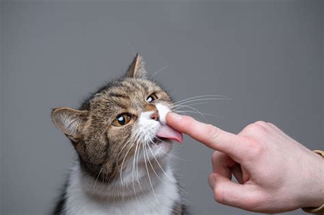 Cat Love Bites 5 Reasons Why They Do It And How To Respond