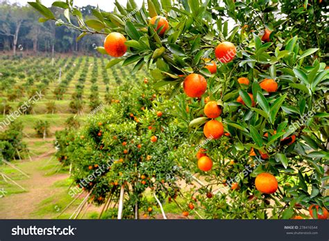 Orange Orchard In Doi Angkhang Chiangmai Northern Thailand Stock