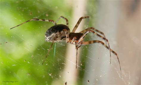 Spider Free Stock Photo Public Domain Pictures