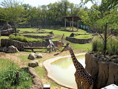 History Of Zoos In The United States Global History Blog