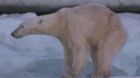 Polar Bear Dying From Global Warming Youtube