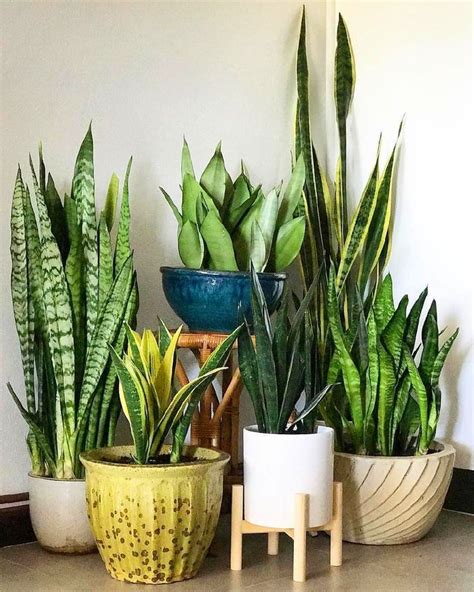 Pflanzen mit hängenden trieben verleihen jedem zimmer das gewisse etwas. 80 Diy Plant Stand Ideas To Fill Your Room With Greenery ...