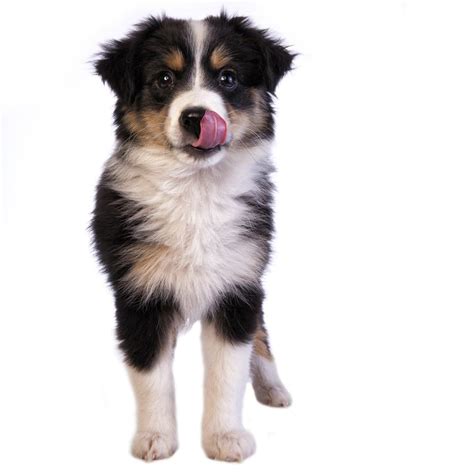 They love walks, playing fetch or if you want, they can be some of the best dogs for agility competition. Toy Australian Shepherd Puppies for Sale # ...
