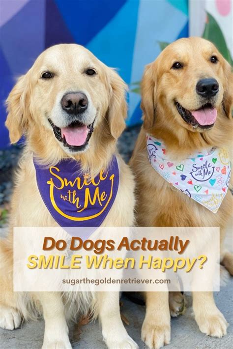 Do Dogs Actually Smile When Happy Answered Golden Woofs