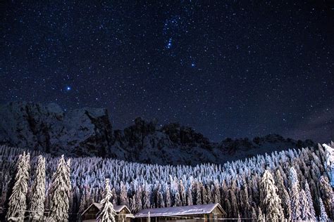 Earth Forest Night Sky Snow Starry Sky Stars Tree Winter Wallpaper