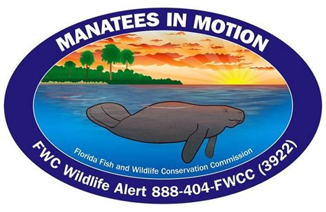 Fwc Announces Release Of This Years Manatee And Sea Turtle Decals Wftv