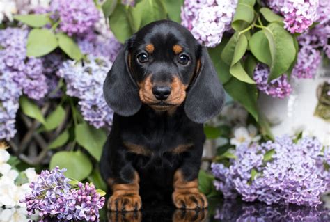 Cutest Dog Breeds As Puppies Readers Digest