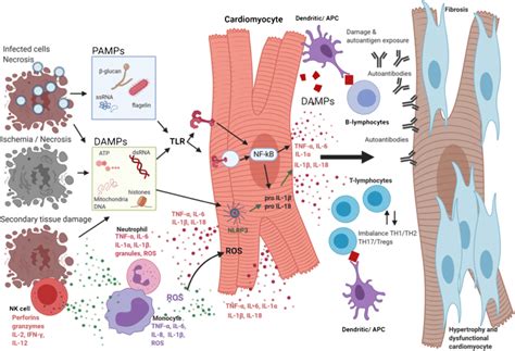 Inflammation Pathway