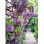 Wisteria  A Rainbow Waterfall Of Bright Colors And Flowers In Your