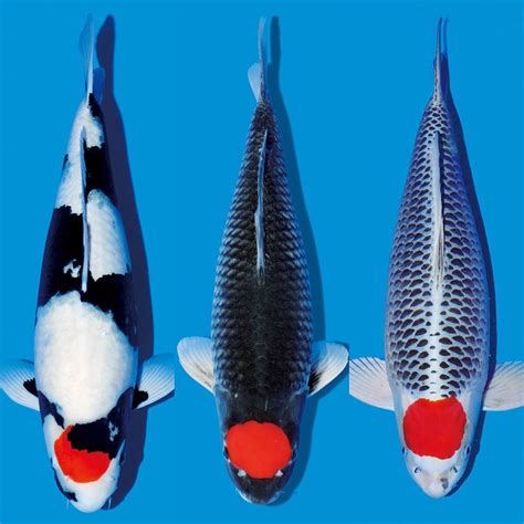 Koi For Sale Essex - Koi Keepa - Buy Quality Japanese Koi Here