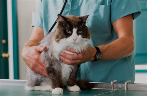 Common Cat Diseases And How To Prevent Them