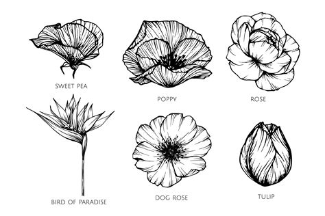 Collection Set Of Flower Drawing Illustration 416383 Vector Art At