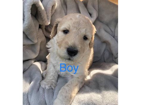 6 Beautiful F1b Giant Schnoodle Puppies Birmingham Puppies For Sale