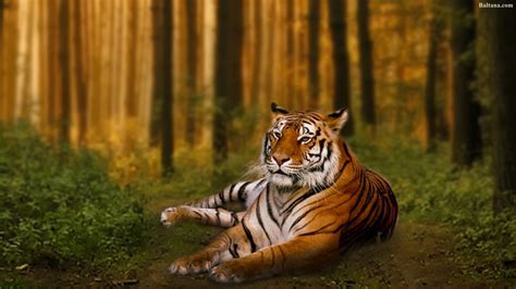 Tiger Hd Wallpaper 32001 Baltana