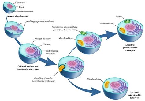 The cell theory states that all biological organisms are composed of cells; Did animals evolve from plants? - Quora