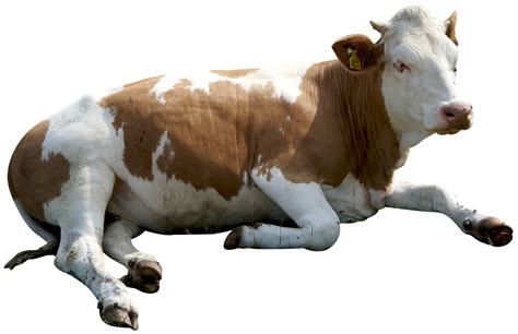 Cow Png 20 Free Cliparts Download Images On Clipground 2022