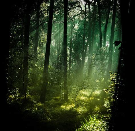 Fairytale Forest Forest Plants Nature Paintings Fantasy Photography