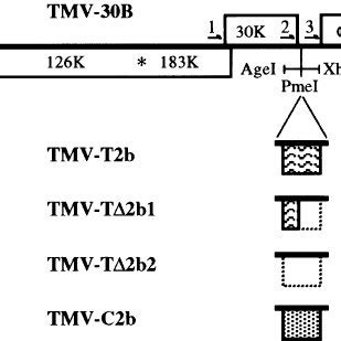 Genomic organization of the TMV-30B vector and the inserted fragments