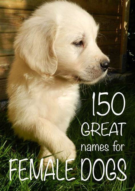 Since girls are distinguished by a more gentle, kind, and wayward character, then appropriate names should be chosen for them. Female Dog Names: 2018 Survey Results - Top Names For Girl ...
