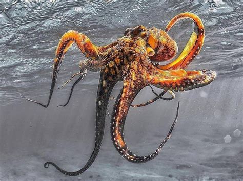 Bright Orange Octopus Octopus Beautiful Sea Creatures Octopus