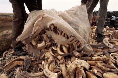 Illegal Ivory Trade Comes From Elephants Poached In Past Three Years