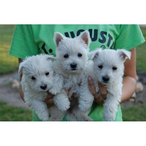 When our westie puppies are born they are individually identified with a small bit of different colors of fingernail polish, applied to the rump for the males and between the shoulders for the females. Best 25+ Westie puppies for sale ideas on Pinterest ...