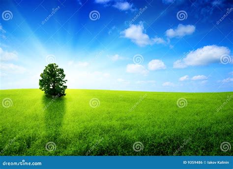 One Tree Stock Photo Image Of Field Forest Outdoor 9359486
