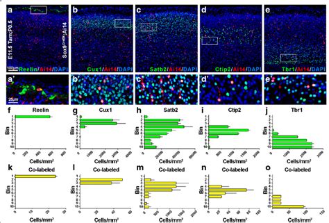 Sox9 Neural Progenitors Give Rise To Neurons Of All Cortical Layers