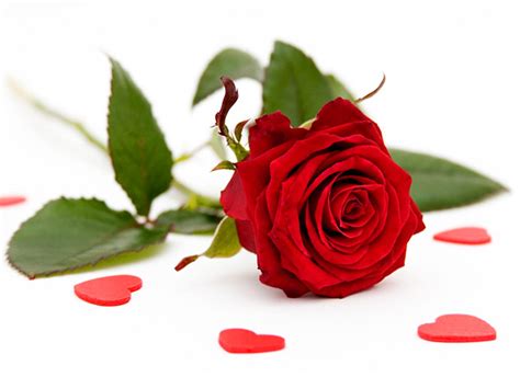 Beautiful Red Roses Roses Photo 34610974 Fanpop