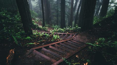 Nature Stairs Forest Hd Wallpapers Desktop And Mobile Images And Photos