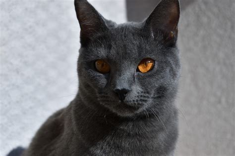 Carthusian Cat Chartreux Proactive Pet Products