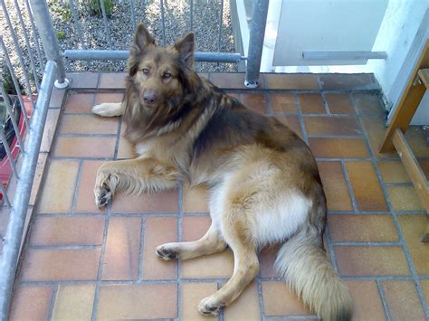 Lesen sie die antwort zum thema: Rusty (Collie, Deutscher Schäferhund) | Mischling - Mix