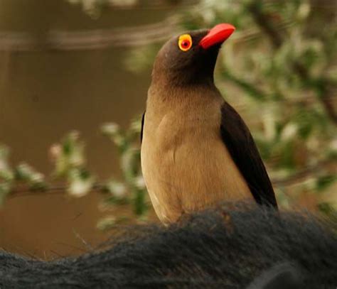 Red Billed Oxpecker Bird
