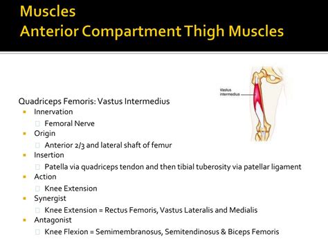 Ppt Hip Iliofemoral Joint Powerpoint Presentation Free Download