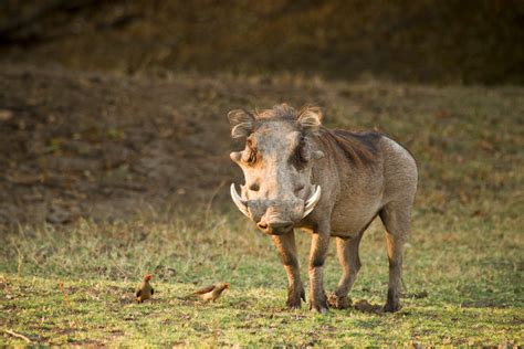 23 Animals That Live In The Savanna Of Africa With Photos Wildlifetrip