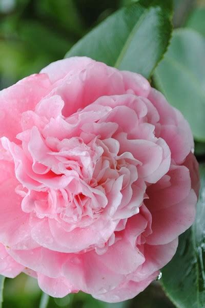 Buy Debutante Pink Camellia Plants Free Shipping 3 Gallon Size Pot For Sale From Wilson Bros