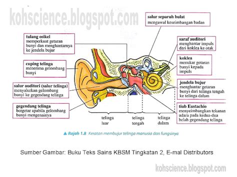 Explore To Kohs Science World Blog Sains Struktur Dan Fungsi Telinga