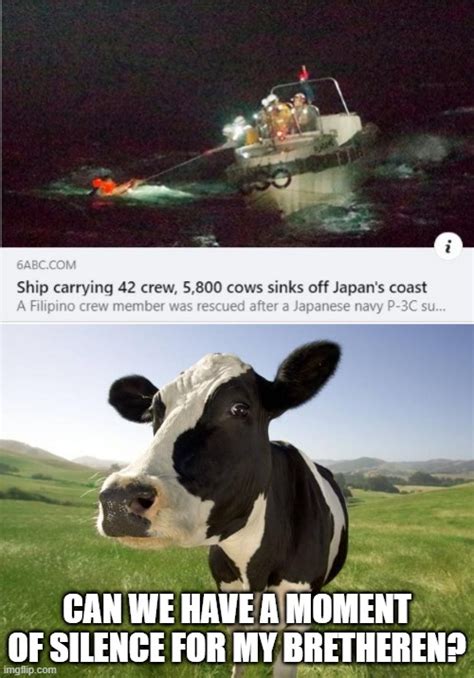 Poor Cows Imgflip