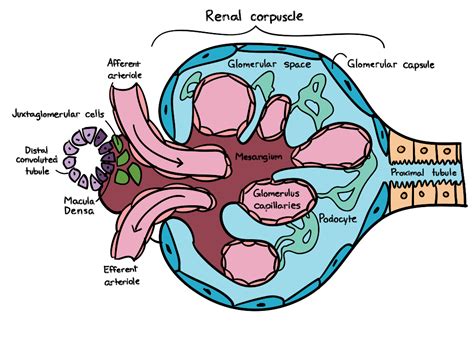 Normal Glomerular Histology