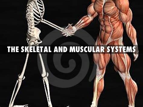 Muscular Skeletal System Labeled