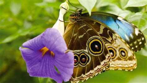 Other kinds of forests include tropical dry forests, seasonally dry rainforest, and tropical montane forest. Butterflies and Plants: Designers of Tropical Rain Forest Pharmacology | wisconsinacademy.org